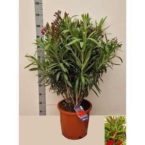 NERI OLEANDER