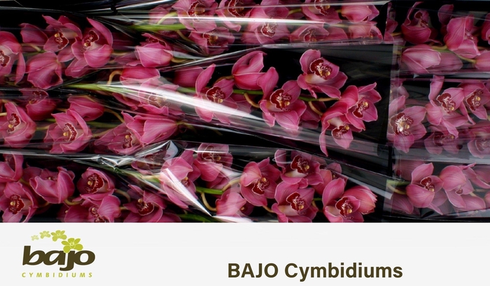 <h4>CYMB T FANTACY</h4>