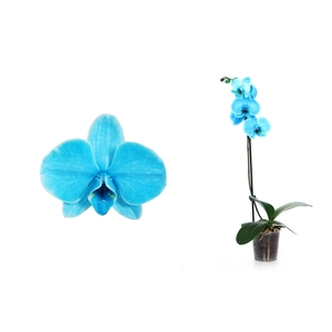 Phal I Am Ocean Blue 1T6+ Basic