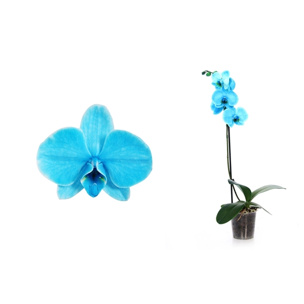 <h4>Phal I Am Ocean Blue 1T6+ Basic</h4>