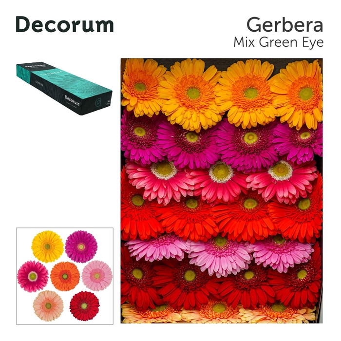 <h4>Gerbera Mix groen hart Doos</h4>