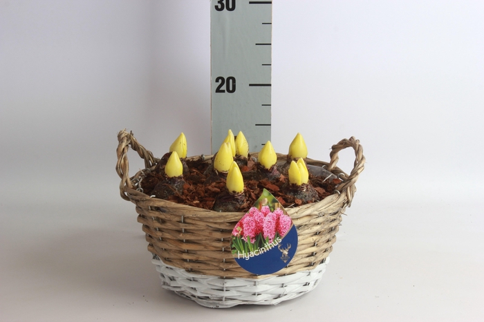 <h4>ARR HYACINTH</h4>