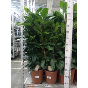 Ficus cyathistipula