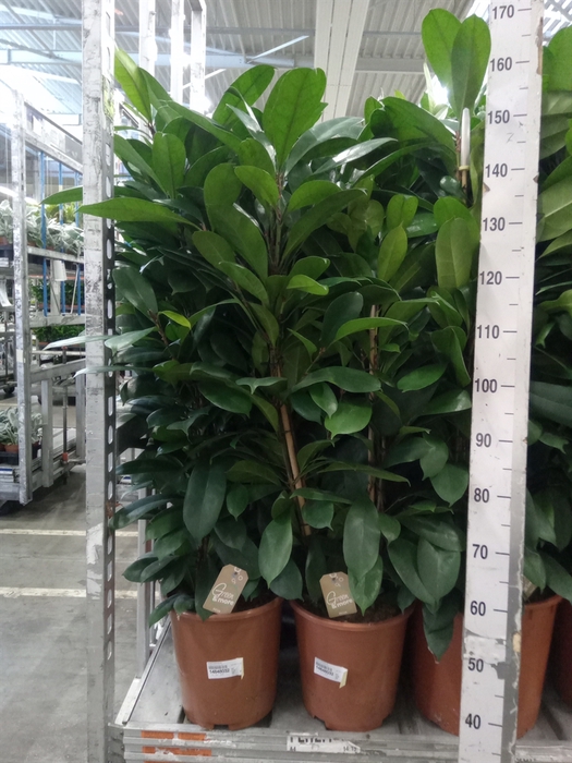 <h4>Ficus cyathistipula</h4>