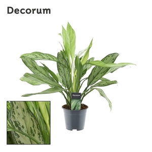 Aglaonema Silver Queen (Decorum)