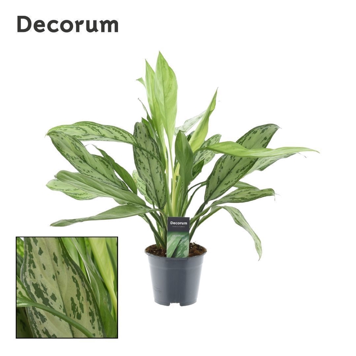 <h4>Aglaonema Silver Queen (Decorum)</h4>