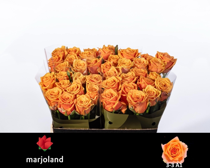 <h4>R GR NOVI! A1 3-3</h4>