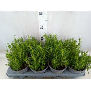 Rosmarinus officinalis   ...
