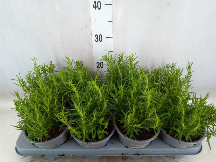 <h4>Rosmarinus officinalis   ...</h4>