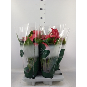 Anthurium andr. 'Nevada'