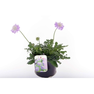 Scabiosa columbaria Butterfly Blue