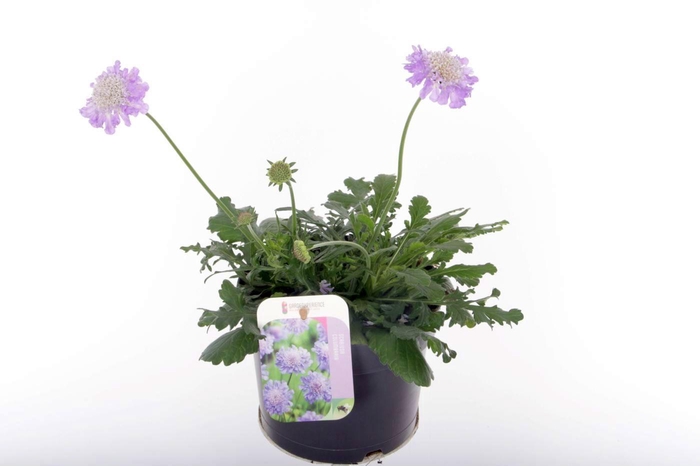 <h4>Scabiosa columbaria Butterfly Blue</h4>
