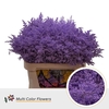 Solidago DYED Lavender