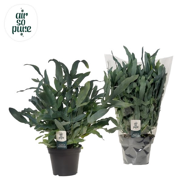 <h4>Phlebodium 'Blue Fern' - Air So Pure</h4>