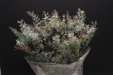 <h4>Mimosa Baleyana</h4>
