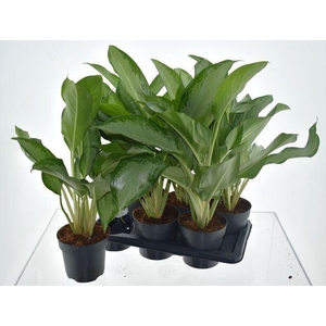 Aglaonema  'Cleopatra'