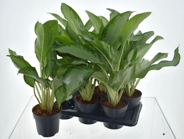 <h4>Aglaonema  'Cleopatra'</h4>