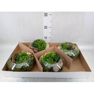 Arr.   Kamerplant Groen L%