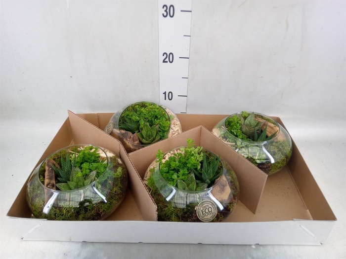 <h4>Arr.   Kamerplant Groen L%</h4>