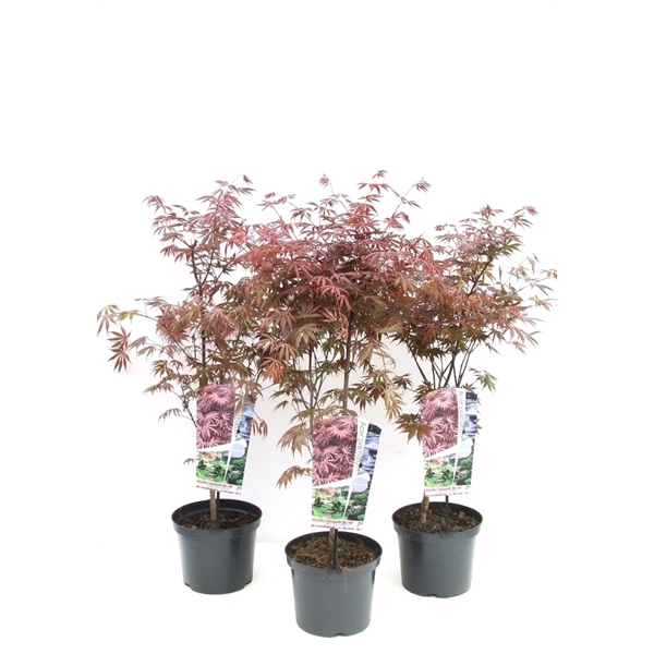 <h4>Acer palmatum 'Trompenburg' P23 Full CC</h4>
