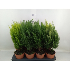 Conifers   ...mix