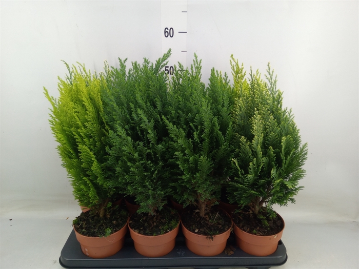 <h4>Conifers   ...mix</h4>