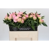 Paeonia Pink Giant