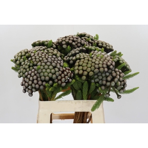 Cape Green Albiflora