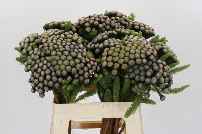 <h4>Cape Green Albiflora</h4>