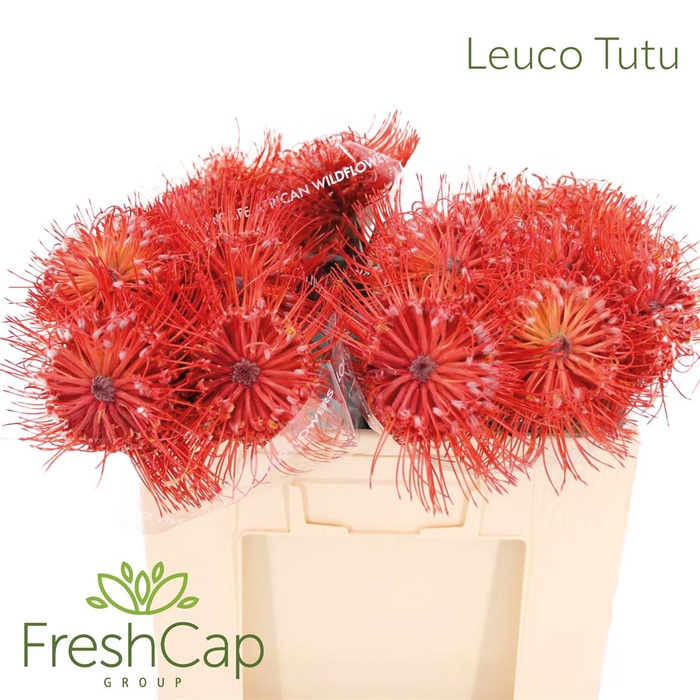 <h4>Leuco Tutu</h4>