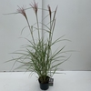 Miscanthus 'Ferner Osten' P19 (3ltr)