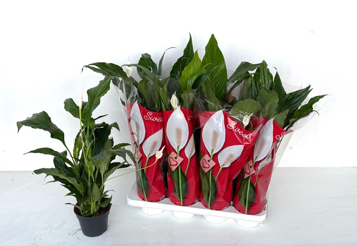 <h4>SPATH SWEET CHICO</h4>