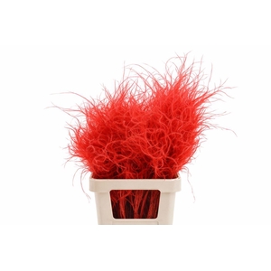 Dried Stypha Penata Red (10 Toef) Bunch