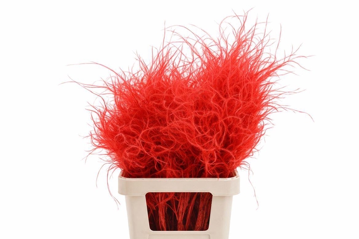 <h4>Dried Stypha Penata Red (10 Toef) Bunch</h4>