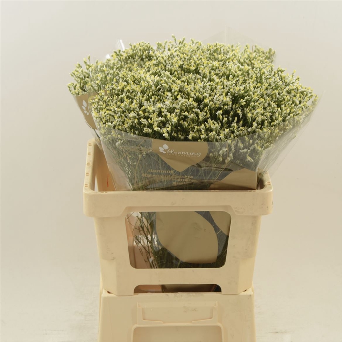 <h4>Limonium Sinense Sensi Pina Colada</h4>