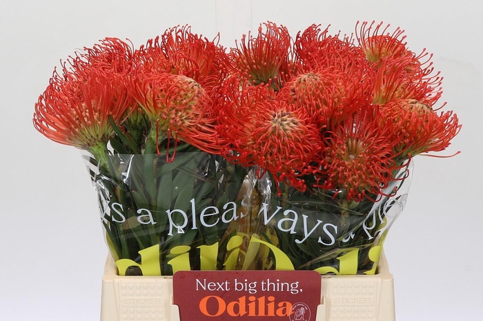 <h4>Nutans Succession</h4>