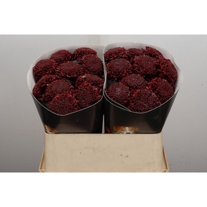 Chr Wx Flaming Burgundy