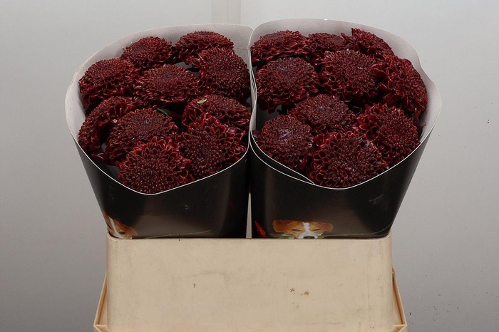 <h4>Chr Wx Flaming Burgundy</h4>