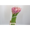 Zantedeschia Eydolls Purple Pink