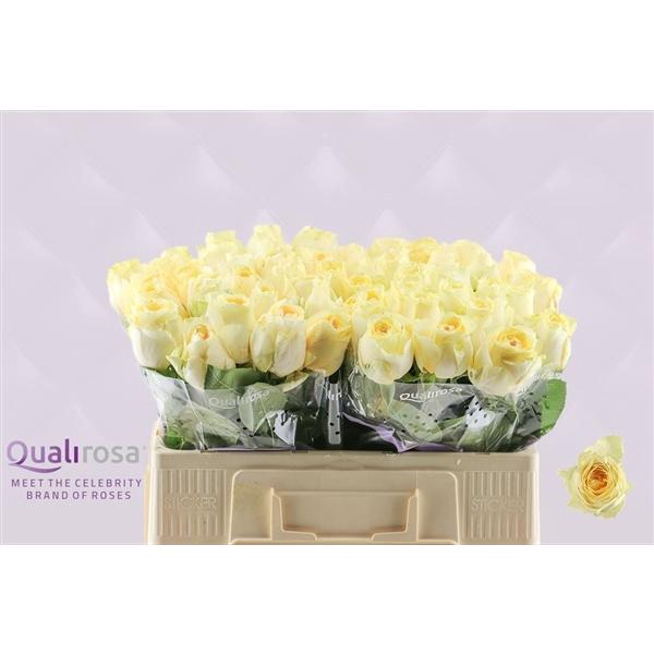 <h4>R Gr Buttercup</h4>