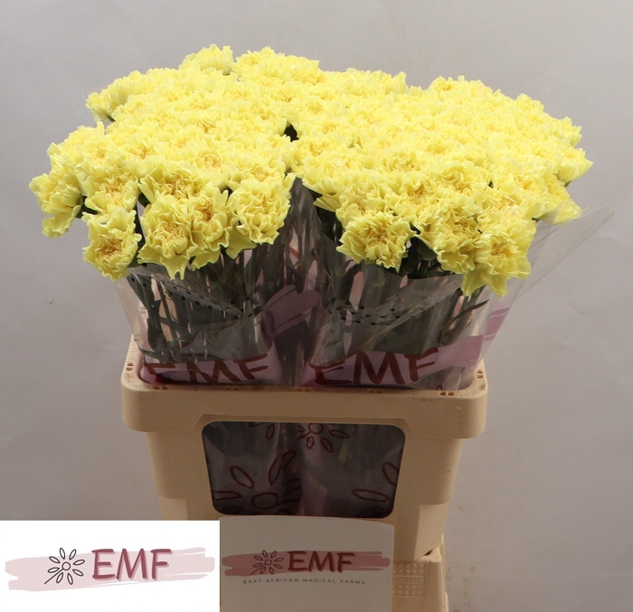 <h4>DI ST HERMES</h4>