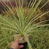 Cordyline australis 'Variegata'