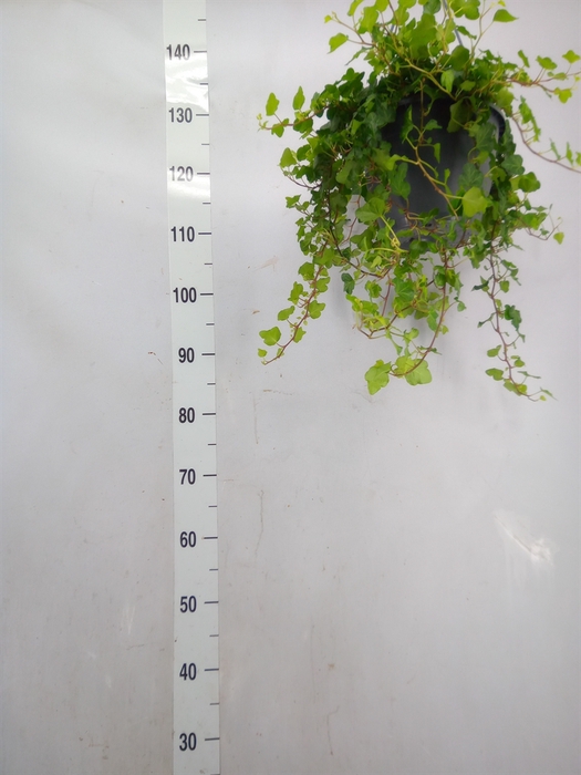<h4>Hedera helix 'Wonder'</h4>
