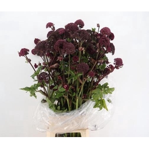 ANGELICA GIGAS 130CM