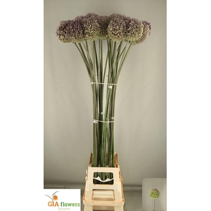 ALLIUM SUMMER DRUMMER ALLIUM SUMMER