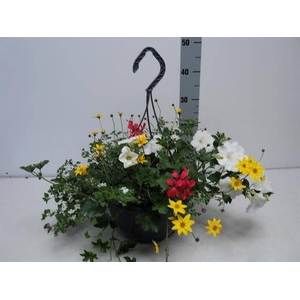 HANGING BASKETS