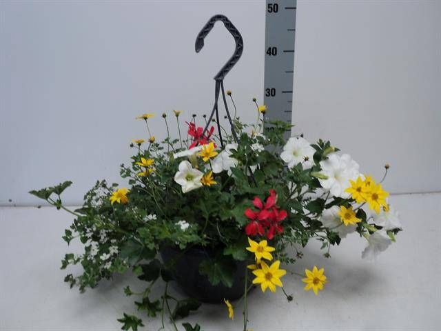 <h4>HANGING BASKETS</h4>