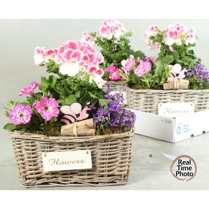 ARR TUINPLANTEN
