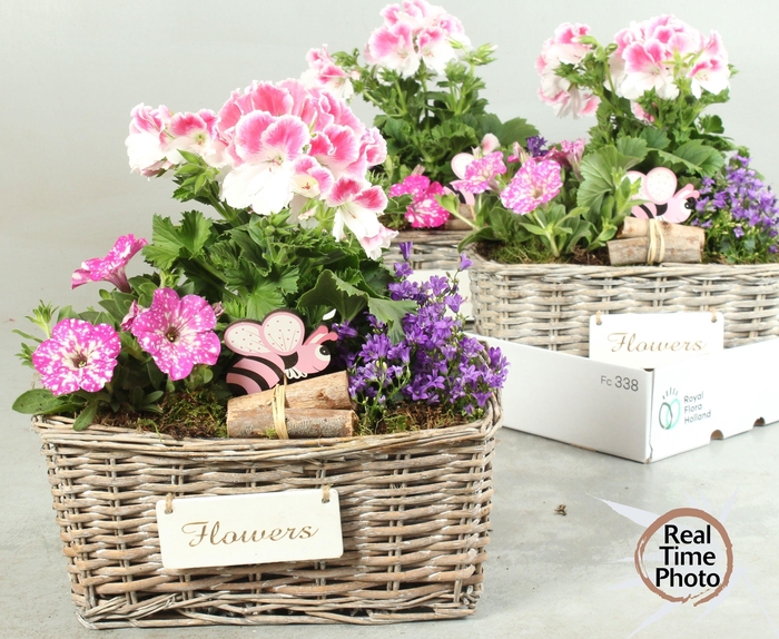 <h4>ARR TUINPLANTEN</h4>