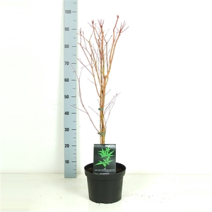 Acer palmatum 'Sangokaku' P23 Full CC